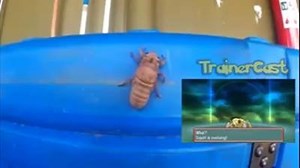 pokemon evolves | Protector Cross