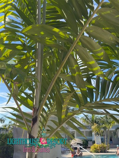 Frozen drinks in hand, waterfall flowing, good vibes all around. This is how pool days are done at Papa’s Cabana. Come cool off and stay awhile at Lighthouse Island Resort on Fort Myers Beach. See our special offers at lighthouseislandresort.com/offers #Peaceofparadise #fortmyersbeach #sunnydaygetaway #lightingthepath | Lighthouse Island Resort