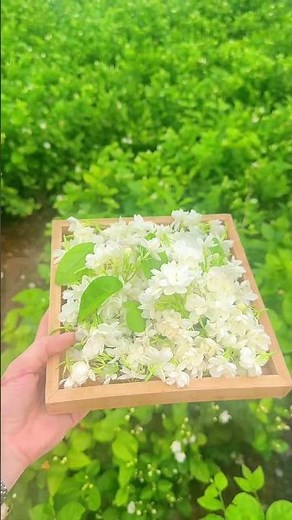 【4K】世界一のジャスミンの里・中国広西横県｜満開の花畑と収穫の瞬間に癒される旅」