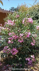 Nérium ou laurier rose... Le bouturage est très facile à réaliser et permet de multiplier vos lauriers de manière simple et économique. En prélevant une tige sur votre arbuste ( une pousse de l'année sans fleurs), la mettre dans un vase rempli d'eau, pensez à oter les feuilles du bas (l'eau se salira moins vite), vos tiges vont faire des racines, quand elles seront bien fournies, mettre en pot ou en terre directement! 😀🌺🌻🌼🌸🌹 #flowers #garden #jardin #gardening #fleurs #plante #suddelafranc