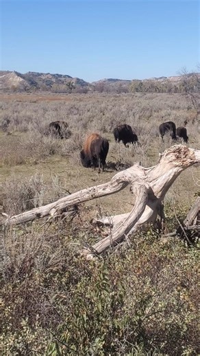 A herd of bison in Theodore Roosevelt National Park. What a beautiful fall day this was. #outdoors #fblifestyletyle #nationalparks #animals | Michael Hodges, Author