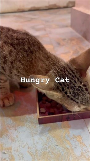 Hungry Cat