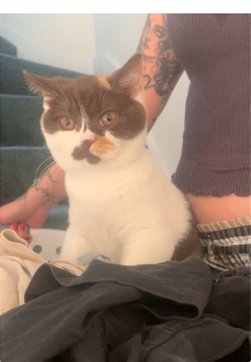 Good morning, ladies and gentlemen this is your Captain Milky speaking.Welcome aboard Milkshake Airlines flight number 0330, to the washing machine ✈️ #kitten #britishshorthair #bulldog