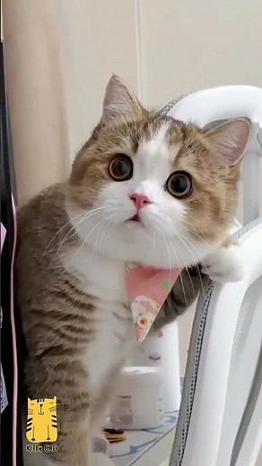 Funny Cat & Cute Kittens664😻 #shorts #kucing #kucinglucu #funny #pet #cat #foryou #viral #viralvideo