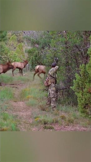 Охотничий инстинкт 🔥#охота #оле #deerhunting #hunting #hunter #wildlife #nature #forest #rifle #shot
