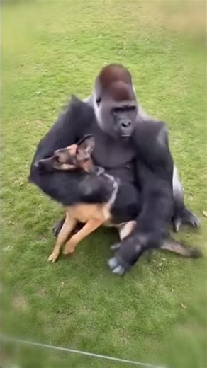 German Shepherd Meets His Gorilla Friend Again 💖