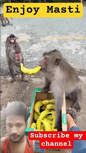 Next time, teach the monkey something new#29.#lyricvideo