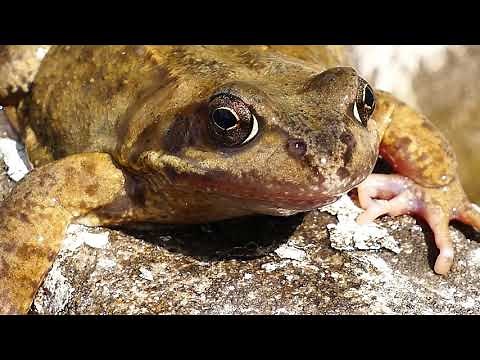 Animals close up compilation 3 (4K)