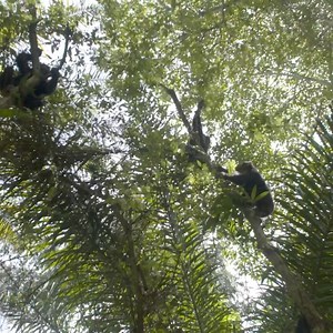 With the Olympic games now in full swing 🙊, we wondered... how would chimpanzees fare in gymnastics? 🤔 🤸 Here we see the future Olympians of Tchimpounga training for their gymnastic trials. Of all the Olympic events, we believe this is where chimpanzees would shine the brightest. ✨ Even at just a few months old, an infant chimpanzee has a grip strong enough to fully support its own weight. As they grow and become more independent, these agile acrobats hone their strength and stamina by jumpin