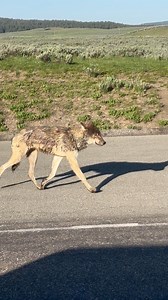 228K views · 6.9K reactions | A Gray Wolf from the Wapiti Lake Pack...