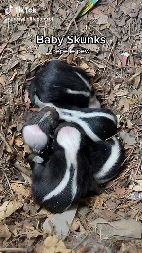 Gates Wildlife on TikTok