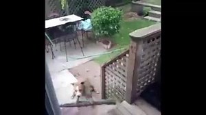 Dogs that fail at being dogs. Like Greatest Youtube Videos for daily videos! | Greatest Youtube Videos