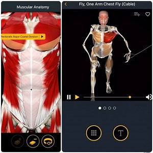 91K views · 170 reactions | One Arm Chest Fly Exercise One-arm variation of the Chest Fly. An asymmetrical work that strongly activates many stabilizing muscles, mainly the external obliques on the active side and the internal obliques on the opposite side. The target  muscle as you can see in the left pic is the Pectoralis major, Costal Division. https://www.muscleandmotion.com/products/strength-training-app/ | Muscle and Motion | Facebook