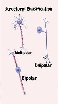 Neurons - types, Functions and Examples #neuroscience