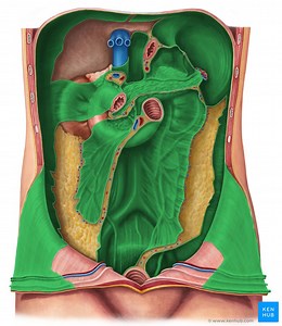 Peritoneum parietale