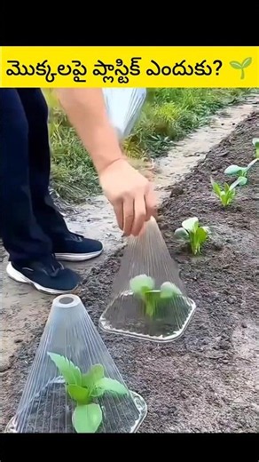 Why Do Farmers Cover Young Plants with Plastic? #facts #viral #plasticsoup #plasticnews