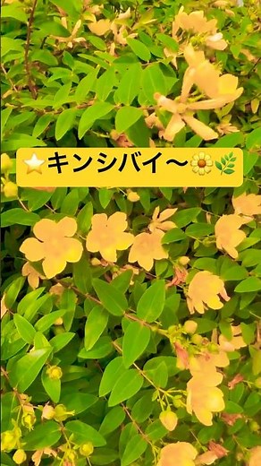 【💓鮮やかで美しい黄金色のキンシバイ〜(๑˃̵ᴗ˂̵)❤️】#キンシバイ #flowers #癒し #黄色い花#綺麗#植物#shorts