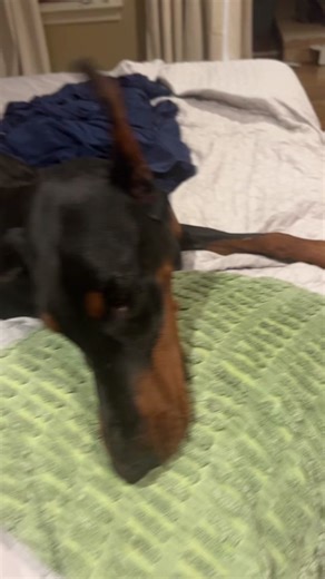 OllieAllie (@ollieallie)’s videos with original sound - ✨Walter the Catt✨