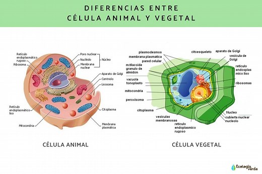 Semejanza y diferencia entre célula animal y vegetal - Esquemas y tabla