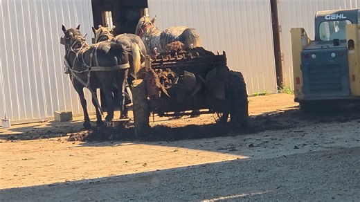 Yesterday I saw this Amish man loading manure onto his horse-drawn manure spreader with his Skid Steer loader. Some Amish affiliations allow these loaders. They are a very helpful and important tool for the farmers. Work without one of these would be much more difficult. JD | AmishLeben