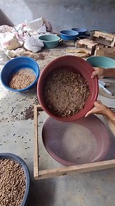 Superworm. How to Culture Superworm. Lesson 1: Food #Superworm #agriculturelife #agriculturelife #crayfish | Hobein Arellano