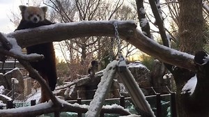 36K views · 2.8K reactions | ❄️More Pandas in the snow! Keepers caught this view this morning of red panda Asa climbing in the snow with  panda #BeiBei in the background in his neighboring yard. #PandaStory | Smithsonian’s National Zoo and Conservation Biology Institute | Facebook