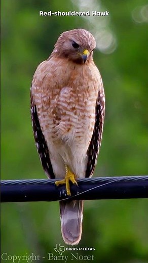 Red-shouldered Hawk - Our Bird of the Day