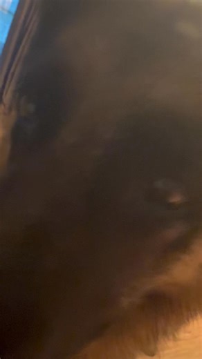 18K views · 1.3K reactions | I ordered some really thin 6 inch bully sticks awhile back on sale. Tennyson keeps taking one from me and then circling back like 2 minutes later. I can hear Harper grace chewing aggressively in the other room so I’m pretty certain he’s taking them and handing them off to her because he doesn’t think they are good enough to enjoy | Ten Shakes of Grace | Facebook