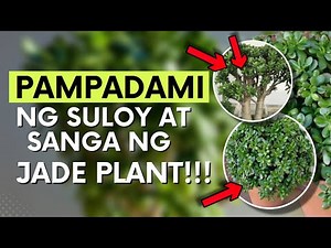 HOW TO TAKE CARE OF JADE PLANT!