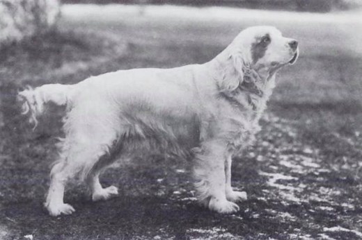 Clumber Spaniel History: From Kings' Companions to Dependable Bird Dogs