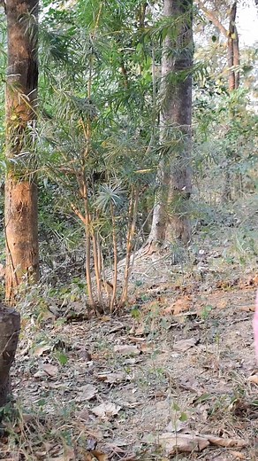 16K views · 121 reactions | #TIMELAPSE: START to FINISH Alone BUILD LOG Cabin (Wooden House), How To Build Wooden Cabin, Surviva | Zee Pariwar9 | Facebook