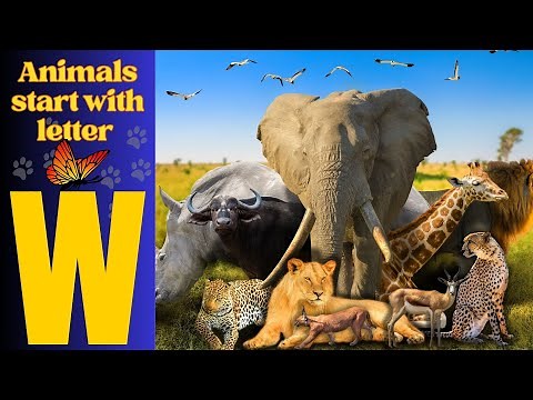 Animals Starting With W| Learn Animal Words That Start With Letters W #animals