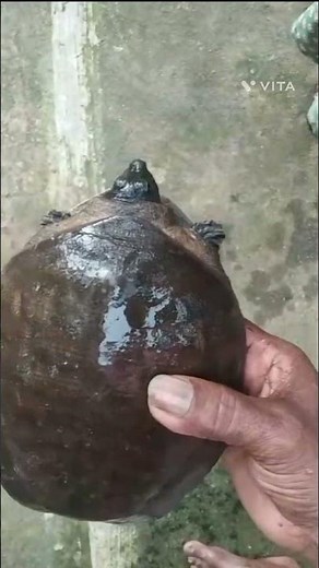 Turtle pulling head into shell#Turtle#