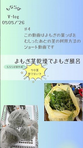 #4庭のよもぎの茎乾燥でハーブ風呂〜よもぎを使い切る〜 #herbs #よもぎ #草餅 #アロマセラピスト