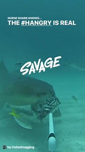 19K views · 350 reactions | There's something about Wednesdays... | Shark Week | Facebook