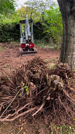 Big changes in part of the coppice - the beginning of the new woodland garden | News from Monty Don