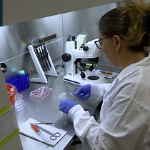 Video: An Intestinal Gut Organ Culture System for Analyzing Host-Microbiota Interactions