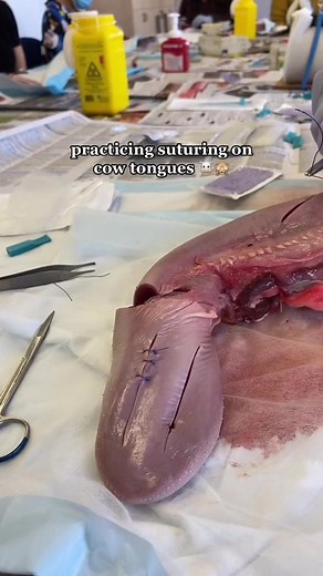 Cow Tongue Suturing Practice in Med School