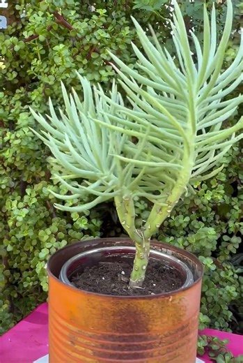 Crested senecio #plants #indoorplants #houseplants #garden #houseplants #garden #plants