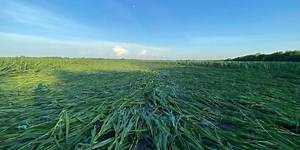 Violent derecho flattens corn crops in Illinois with 100-mph winds