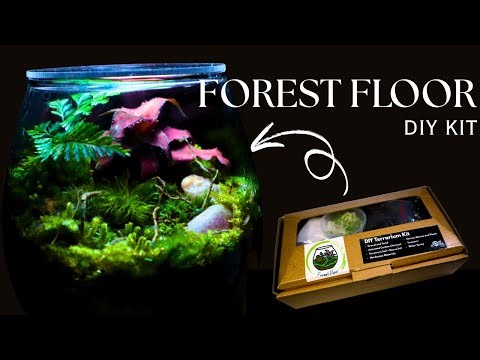 Forest Floor Terrarium | A Beginner's DIY Terrarium Kit Unboxing and Build Guide