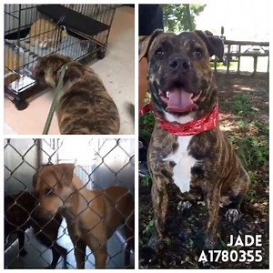 󾌧󾠁 watch Jade's VIDEO collage. How adorable is she? Jade #A1780355 is about 2-years old american bulldog mix, and has been at the shelter since Apr 26 2016. 36 DAYS AT THE SHELTER‼️ This pretty girl is so beautiful in and out. She has a friendly temperament with people and dogs, currently sharing kennels in N runs with Monica, and is just so gorgeous! Please stop by the shelter and meet Jade! Please click the ID tag 󾮜🏼 #A1780355 to see more photos and videos of Jade. The shelter is over it's