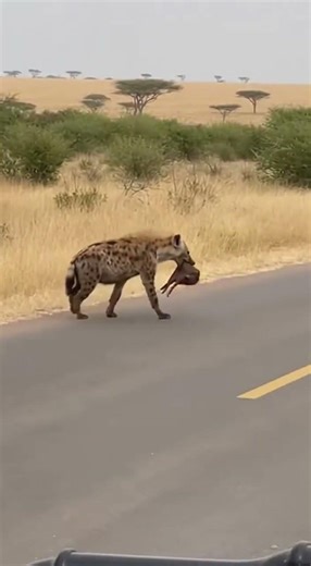 Hyena Ambushes Warthog Piglet Right Beside Safari Road 😱 #hyena, #wildlife, #wildlifeattack