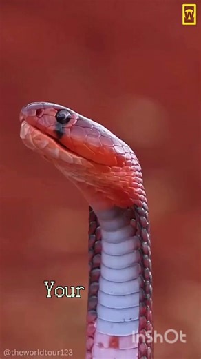 “These Snakes SPIT Venom at Your Eyes 😳”