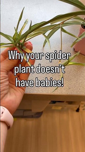 Why your spider plant doesn’t have babies! #plants #spiderplant #spiderplantbabies #planthack