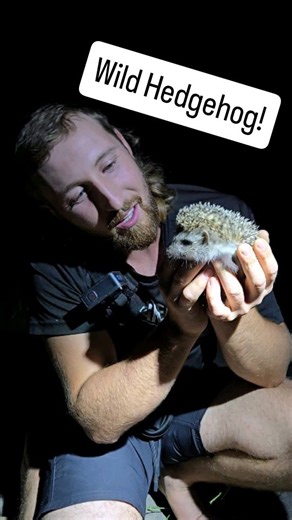 I had no idea how amazing Hedgehogs are! These fascinating mammals where the first mammal I've ever met that I could handle just like a snake! Initially defensive, but then accepting me as "not a threat" and allowing me to handle it! . . #hedgie #wildlife #nature #hedgehog #explore | Snakeaholic