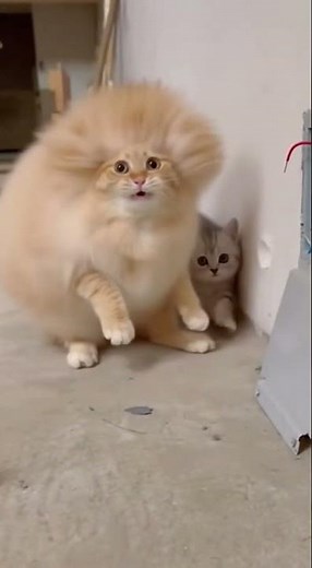 The cat tries to fix the power box… and gets blasted instantly! ⚡😹