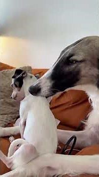 😱 🔴🐺 4 Facts about the Borzoi | The elegant dog that hunts wolves 😱❄️ #dogs #dog #borzoi