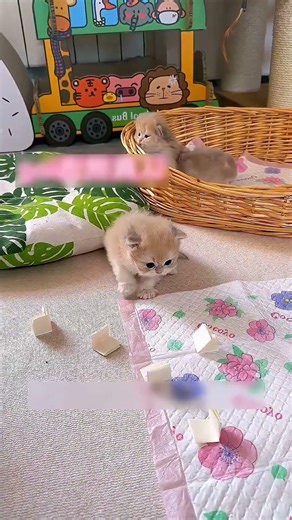 Letting a Kitten Choose Their Names 😂🐱