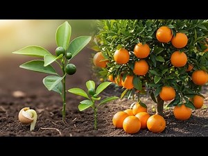 Orange Plant Growing From Seed | Easy Step-by-Step Guide for Beginners